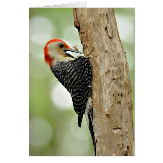 Red-Bellied Woodpecker Cards (Front)