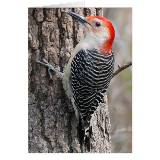 Red-Bellied Woodpecker Cards (Front)