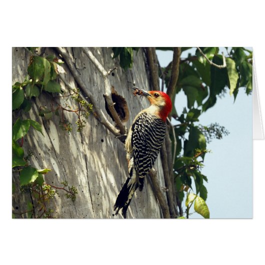 Red-bellied Woodpecker Cards (Front Horizontal)
