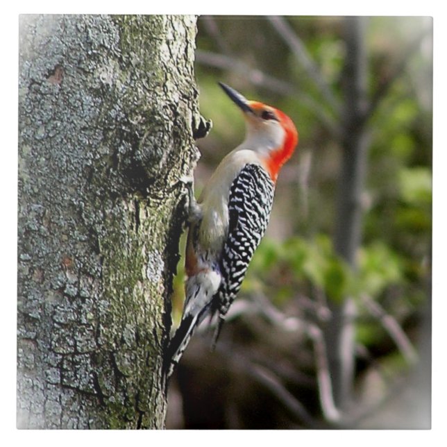 Red Bellied Woodpecker Ceramic Tile (Front)