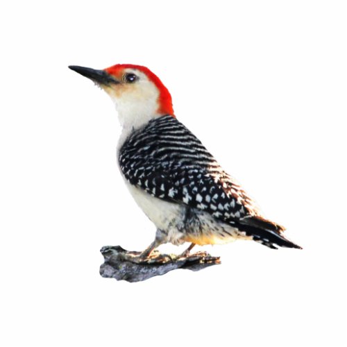 Red_Bellied Woodpecker Cutout