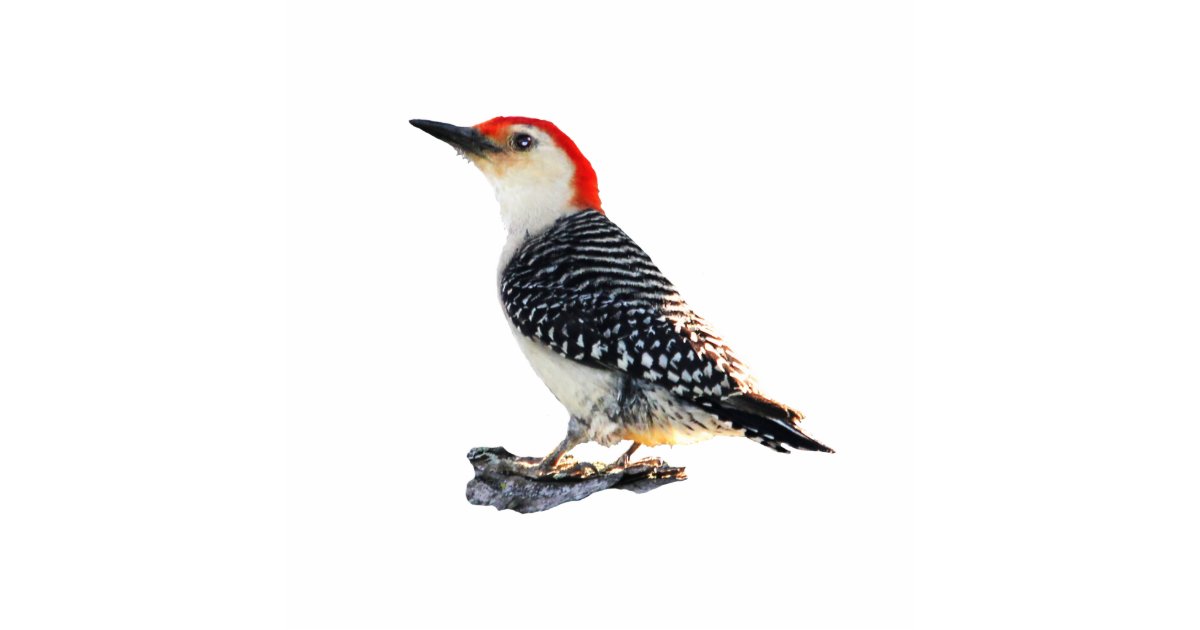 Red-Bellied Woodpecker Cutout | Zazzle