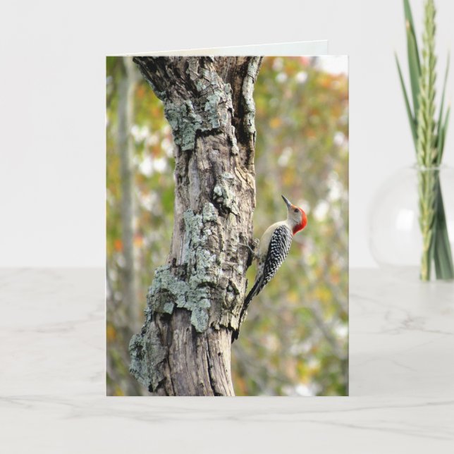 Red Bellied Woodpecker Greeting Card (Front)