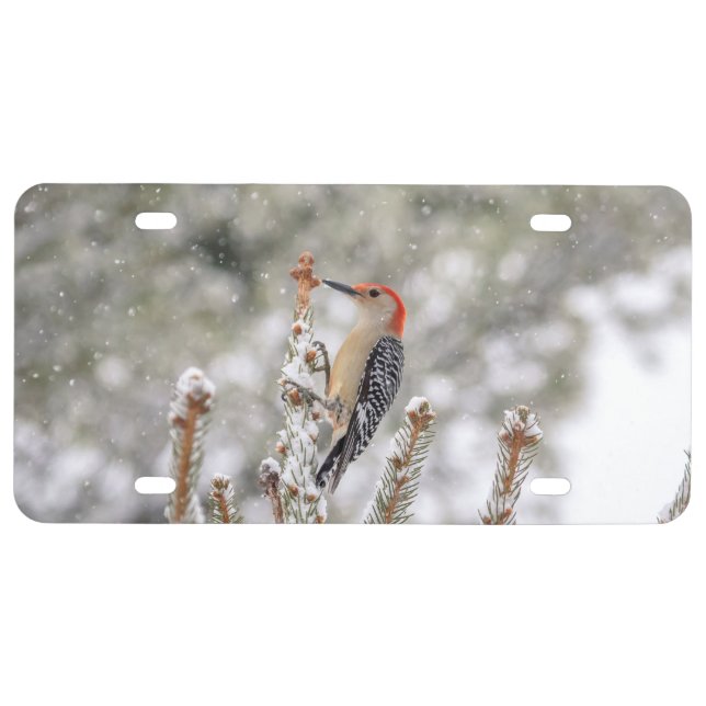 Red-bellied Woodpecker in the snow License Plate (Front)