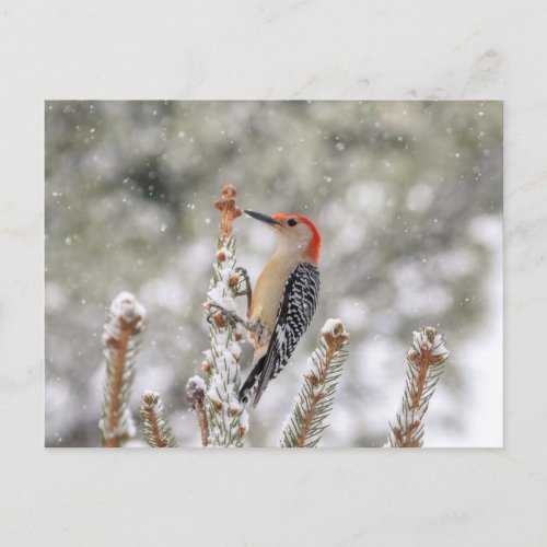 Red_bellied Woodpecker in the snow Postcard