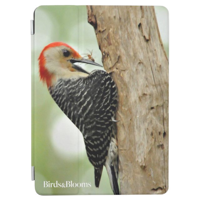 Red-Bellied Woodpecker iPad Air Cover (Front)