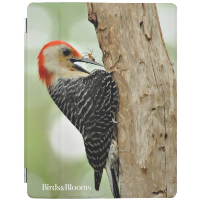 Red-Bellied Woodpecker iPad Air Cover (Front)
