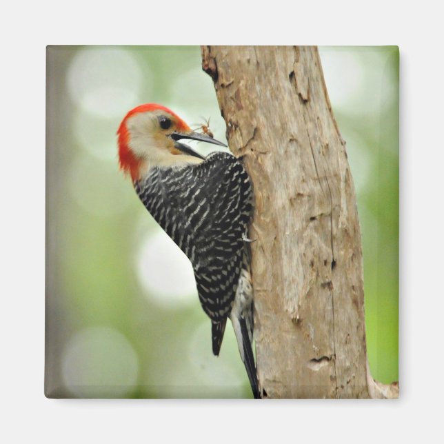 Red-Bellied Woodpecker Magnet (Front)