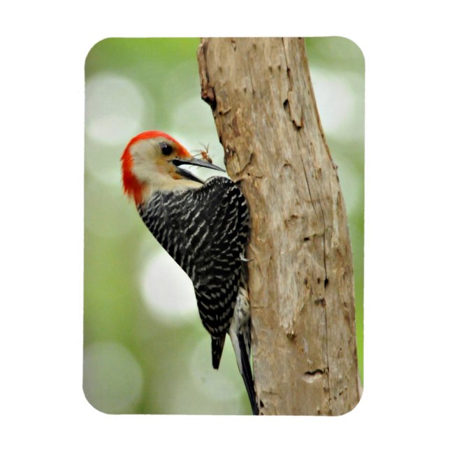 Red-Bellied Woodpecker Magnet (Vertical)