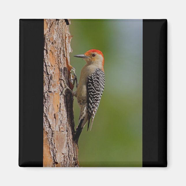 Red-bellied Woodpecker Magnet (Front)