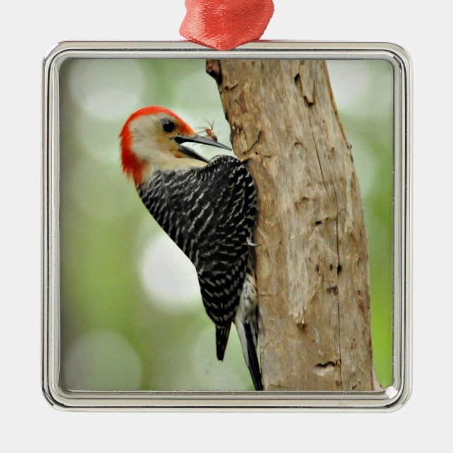 Red-Bellied Woodpecker Metal Ornament (Front)
