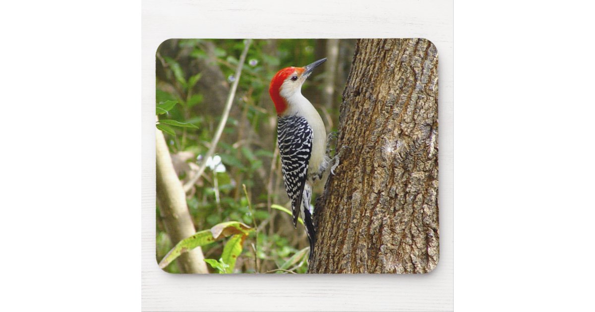 Red Bellied Woodpecker Mousepad 2 | Zazzle