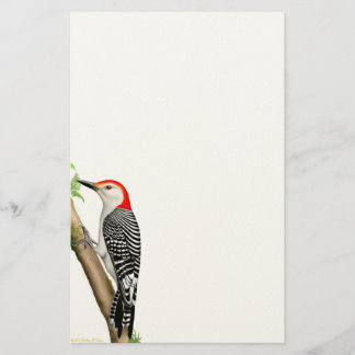 Red Bellied Woodpecker on a Branch Stationery