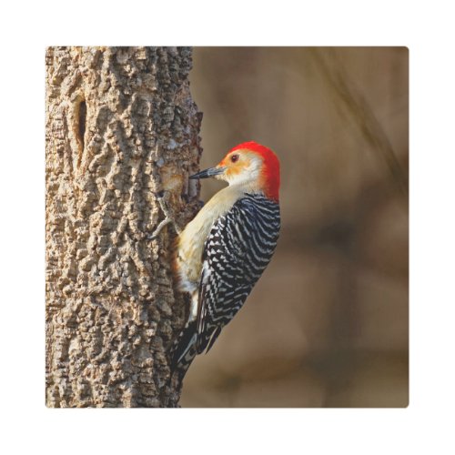 Red_Bellied Woodpecker on a Tree 16x16 Metal Print