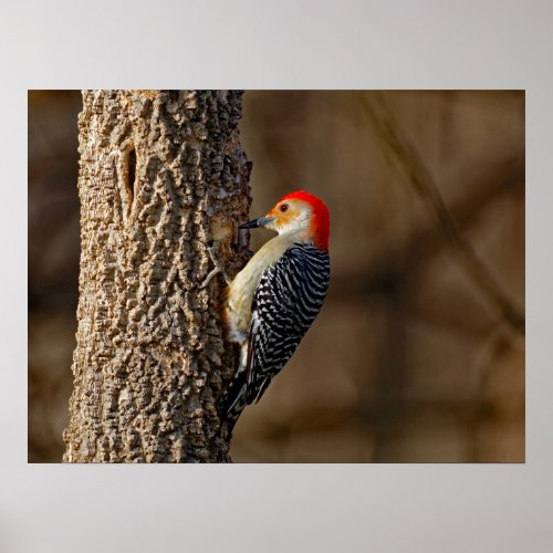 Red_Bellied Woodpecker on a Tree 18x24 Poster