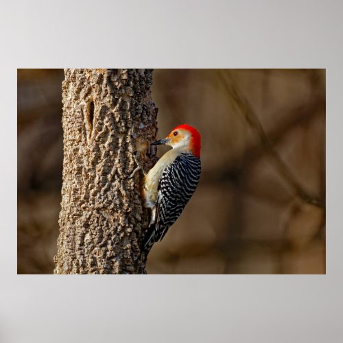 Red_Bellied Woodpecker on a Tree 24x36 Poster