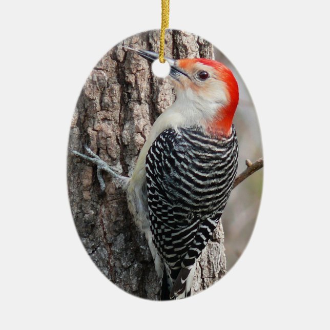 Red-Bellied Woodpecker Ornament (Front)