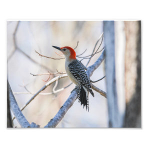 Red-bellied woodpecker photo print