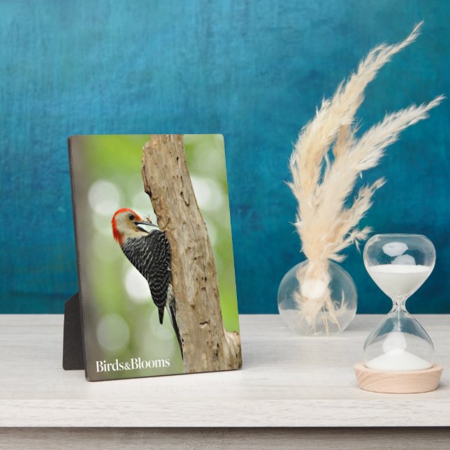 Red-Bellied Woodpecker Plaque (Side)