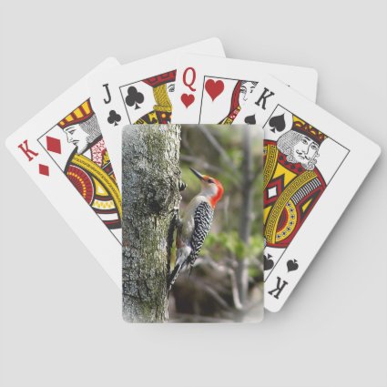 Red Bellied Woodpecker