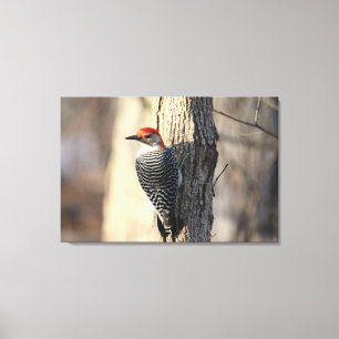 Red Bellied Woodpecker Portrait Canvas Print