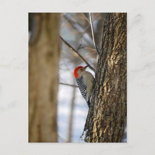 Red_Bellied Woodpecker Postcard