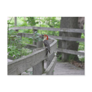 Red-bellied woodpecker postcard