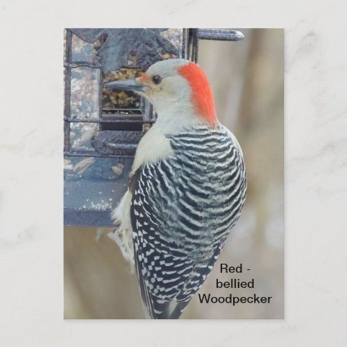 Red_bellied woodpecker postcard