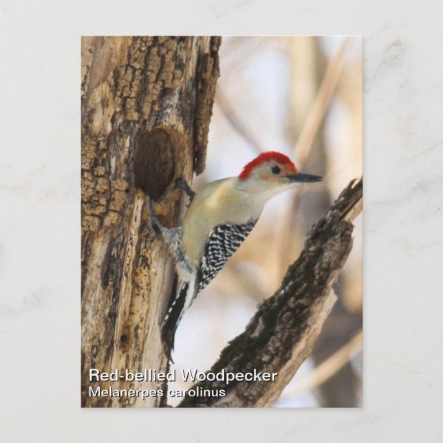 Red-bellied Woodpecker Postcard (Front)