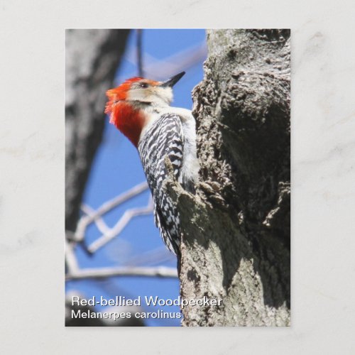 Red_bellied Woodpecker Postcard