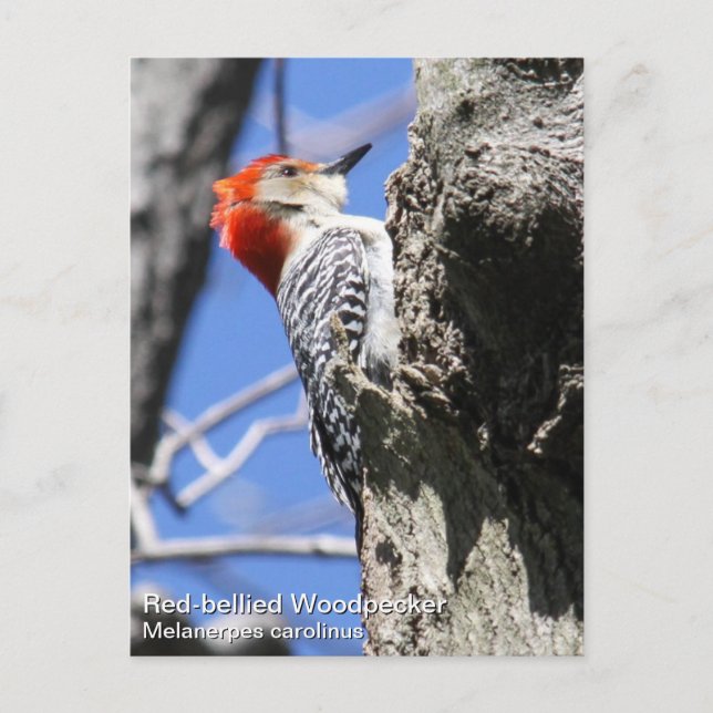 Red-bellied Woodpecker Postcard (Front)