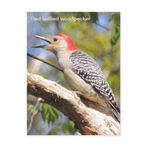 Red-bellied woodpecker postcard