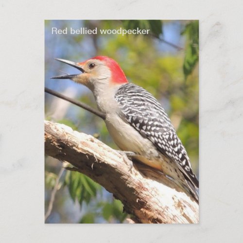 Red_bellied woodpecker postcard