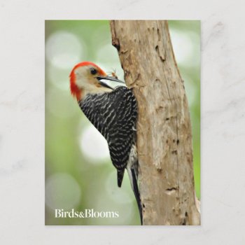 Red-bellied Woodpecker Postcard by birdsandblooms at Zazzle