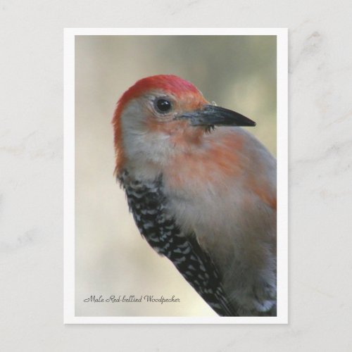 Red_bellied Woodpecker Postcard