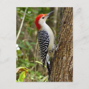 Red Bellied Woodpecker Postcard