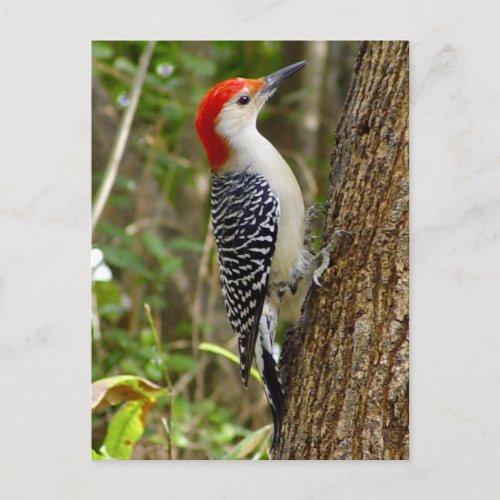 Red Bellied Woodpecker Postcard