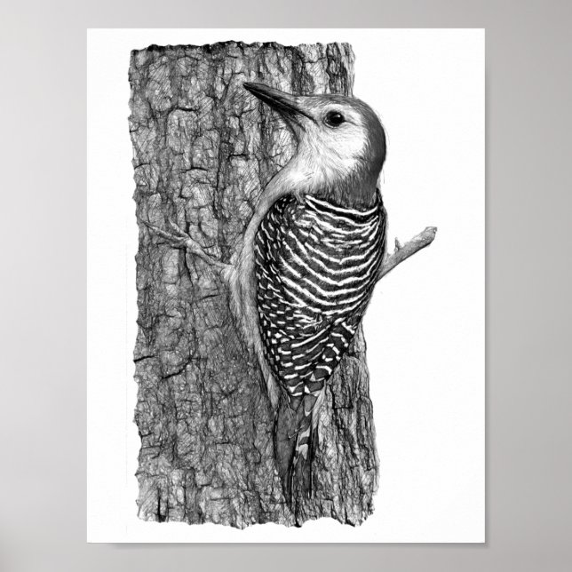 Red-bellied Woodpecker Poster (Front)