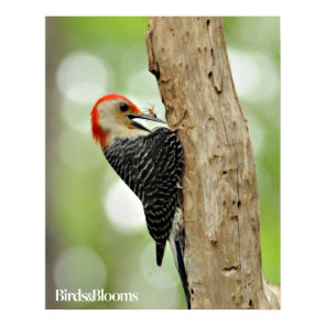 Red-Bellied Woodpecker Poster