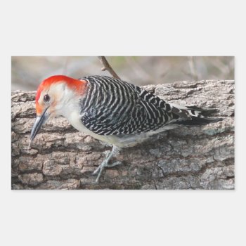Red-bellied Woodpecker Rectangular Sticker by Delights at Zazzle