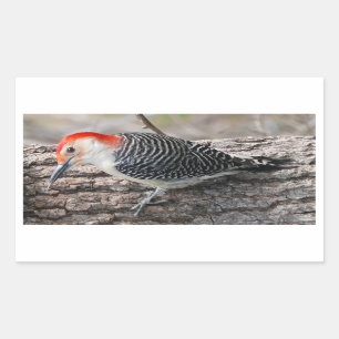 Red-Bellied Woodpecker Rectangular Sticker