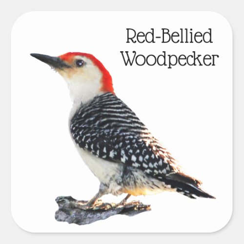 Red Bellied Woodpecker Square Sticker