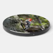 Red Bellied Woodpecker Wireless Charger (Front 2)