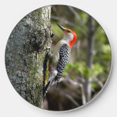 Red Bellied Woodpecker Wireless Charger (Front)