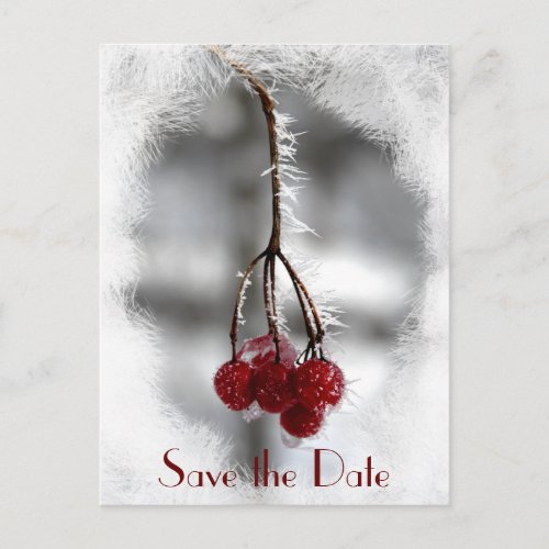 Red Berries and Frost Winter Wedding Save the Date Announcement Postcard