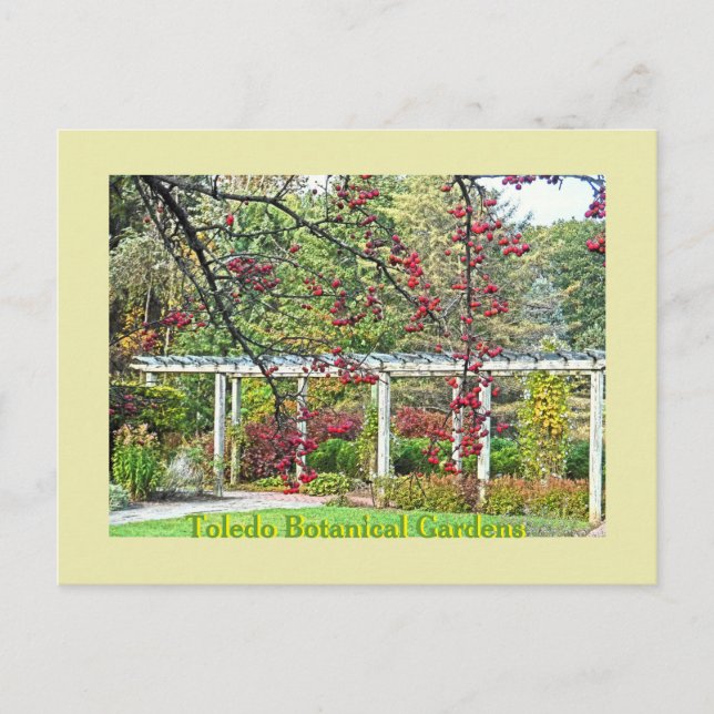 RED BERRIES AND PERGOLA TOLEDO BOTANICAL GARDENS POSTCARD (Front)