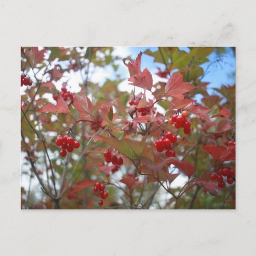 Red Berries Berry Wild Fruits Garden Plants Autumn Postcard