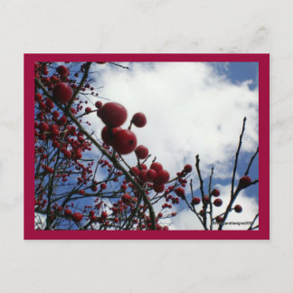Red Berries, Blue Sky Postcard