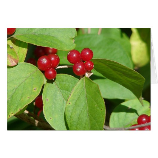 Red Berries Cards (Front Horizontal)