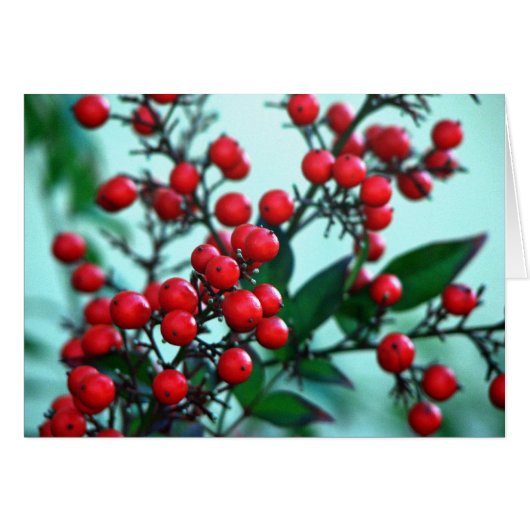 Red berries cards (Front Horizontal)